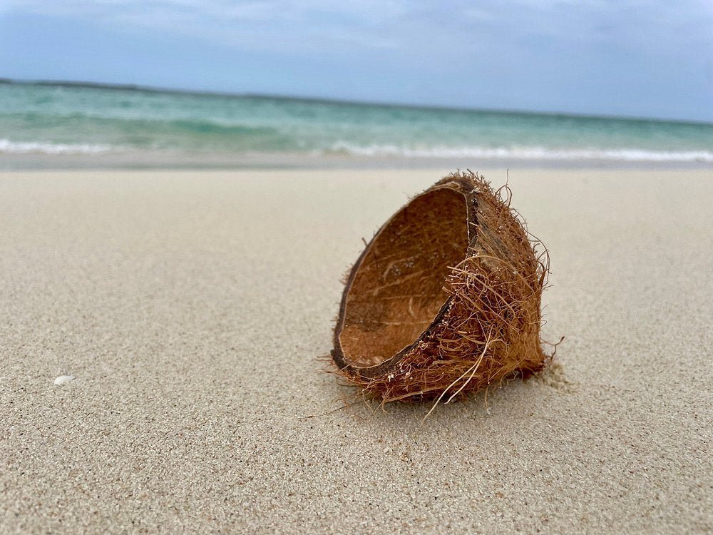 Zanzibar: Safari Blue and Kwale Island Snorkeling Day Trip with Seafood Lunch