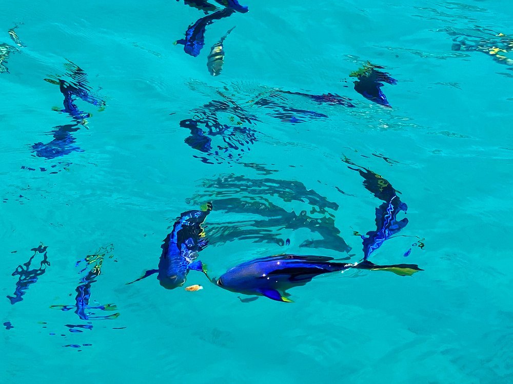 Zanzibar: Safari Blue and Kwale Island Snorkeling Day Trip with Seafood Lunch