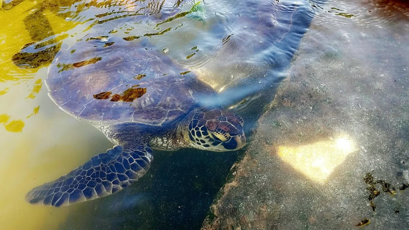 Zanzibar: Sea Turtle Swim, Feeding and Clear Kayak Experience