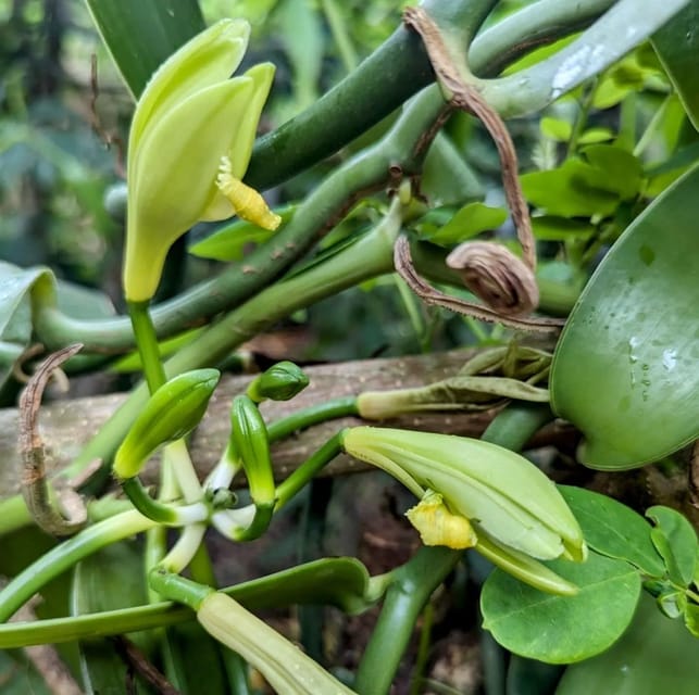 Zanzibar: Spice Farm and Stone Town Guided Tour with Lunch