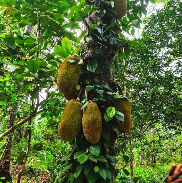 Zanzibar: Spice Farm and Stone Town Guided Tour with Lunch