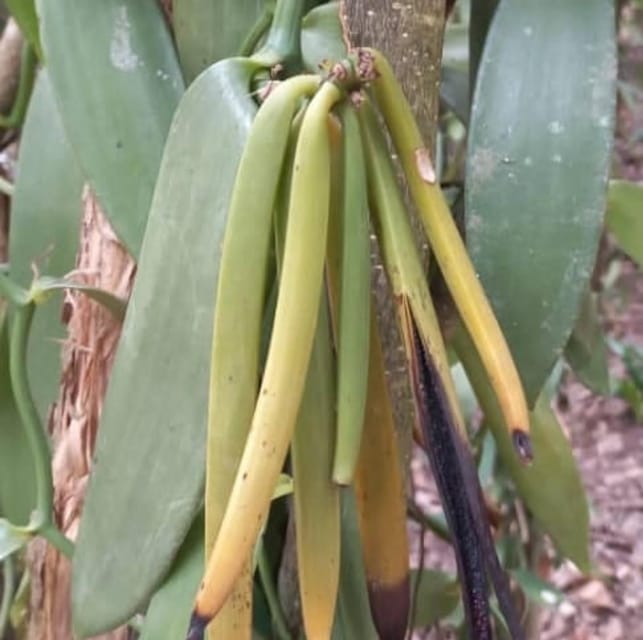 Zanzibar: Spice Farm and Stone Town Guided Tour with Lunch