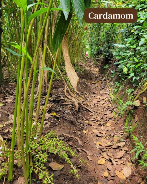 Zanzibar: Spice Farm and Stone Town Guided Tour with Lunch