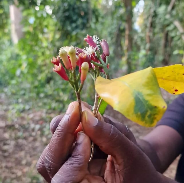 Zanzibar: Spice Farm and Stone Town Guided Tour with Lunch