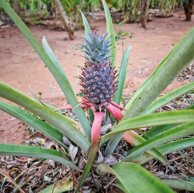 Zanzibar: Spice Farm and Stone Town Guided Tour with Lunch