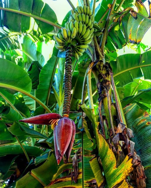 Zanzibar: Spice Farm and Stone Town Guided Tour with Lunch