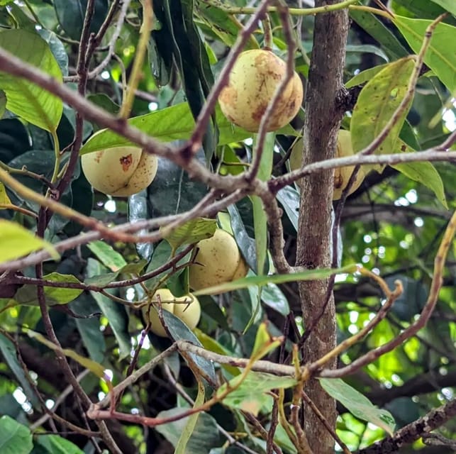 Zanzibar: Spice Farm and Stone Town Guided Tour with Lunch