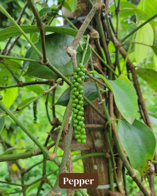 Zanzibar: Spice Farm and Stone Town Guided Tour with Lunch