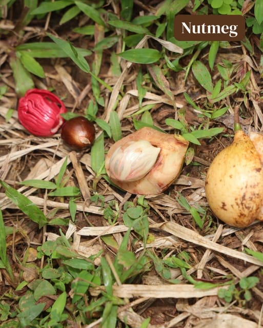 Zanzibar: Spice Farm and Stone Town Guided Tour with Lunch