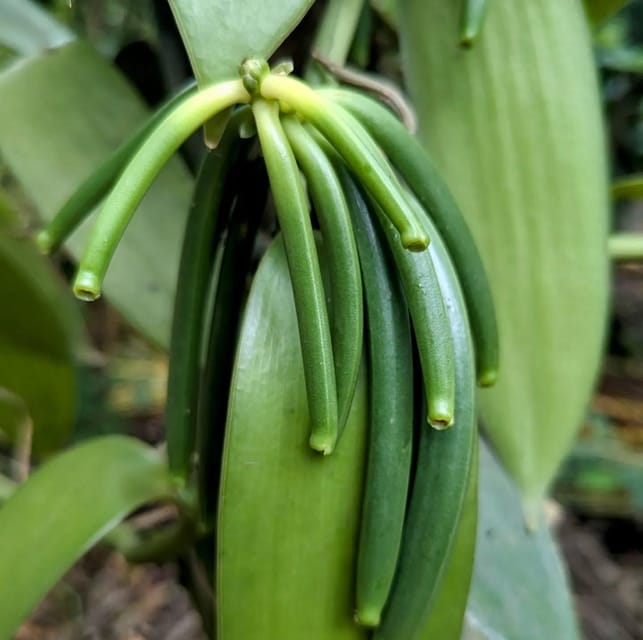 Zanzibar: Spice Farm and Stone Town Guided Tour with Lunch