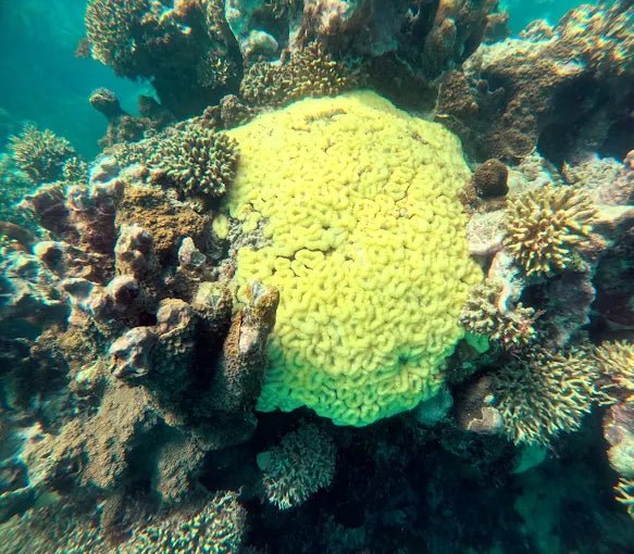 Zanzibar: Starfish Beach, Blue Lagoon Snorkeling, and The Rock Restaurant Tour
