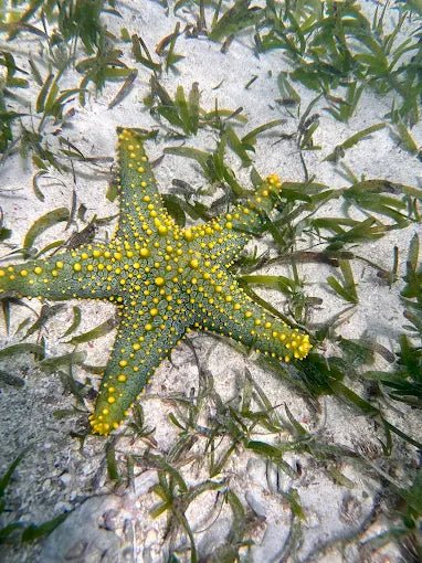 Zanzibar: Starfish Beach, Blue Lagoon Snorkeling, and The Rock Restaurant Tour