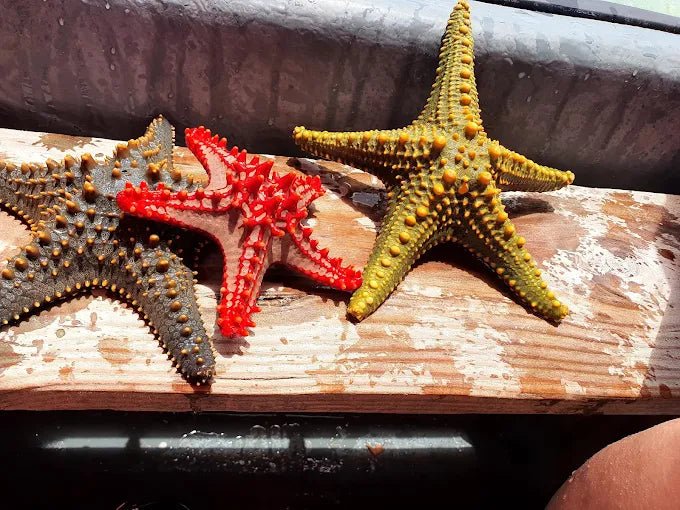 Zanzibar: Starfish Beach, Blue Lagoon Snorkeling, and The Rock Restaurant Tour