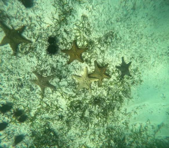 Zanzibar: Starfish Beach, Blue Lagoon Snorkeling, and The Rock Restaurant Tour
