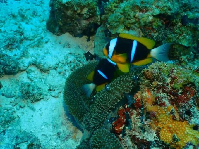 Zanzibar: Starfish Beach, Blue Lagoon Snorkeling, and The Rock Restaurant Tour