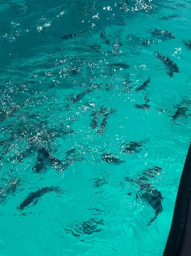 Zanzibar: Starfish Beach, Blue Lagoon Snorkeling, and The Rock Restaurant Tour