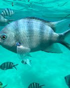 Zanzibar: Starfish Beach, Blue Lagoon Snorkeling, and The Rock Restaurant Tour