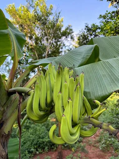 Zanzibar: Stone Town Walking Tour, Spice Farm Visit, and Prison Island
