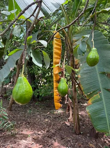 Zanzibar: Stone Town Walking Tour, Spice Farm Visit, and Prison Island