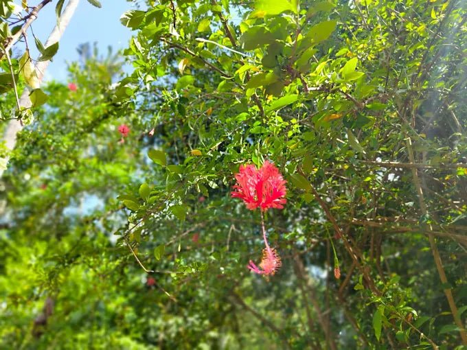 Zanzibar: Stone Town Walking Tour, Spice Farm Visit, and Prison Island