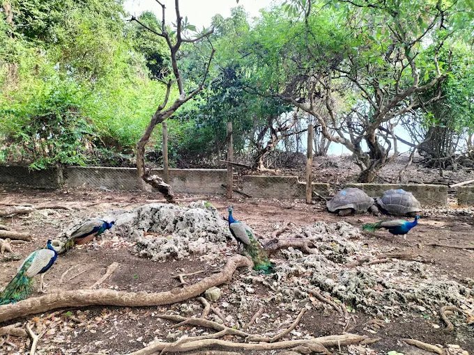 Zanzibar: Stone Town Walking Tour, Spice Farm Visit, and Prison Island