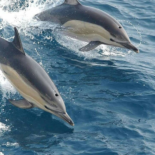 Zanzibar: Swim with Dolphins and Snorkel at Mnemba Island