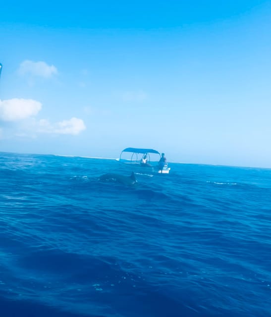 Zanzibar: Swim with Dolphins at Mnemba Island and Visit Turtles at Aquarium