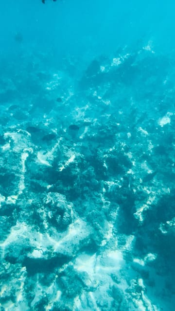 Zanzibar: Swim with Dolphins at Mnemba Island and Visit Turtles at Aquarium