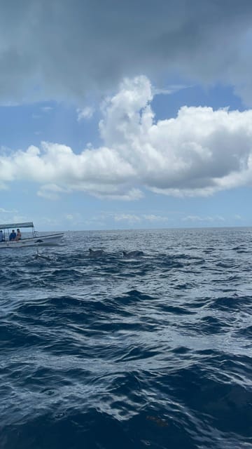 Zanzibar: Swim with Dolphins at Mnemba Island and Visit Turtles at Aquarium