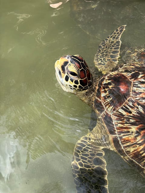 Zanzibar: Swim with Dolphins at Mnemba Island and Visit Turtles at Aquarium