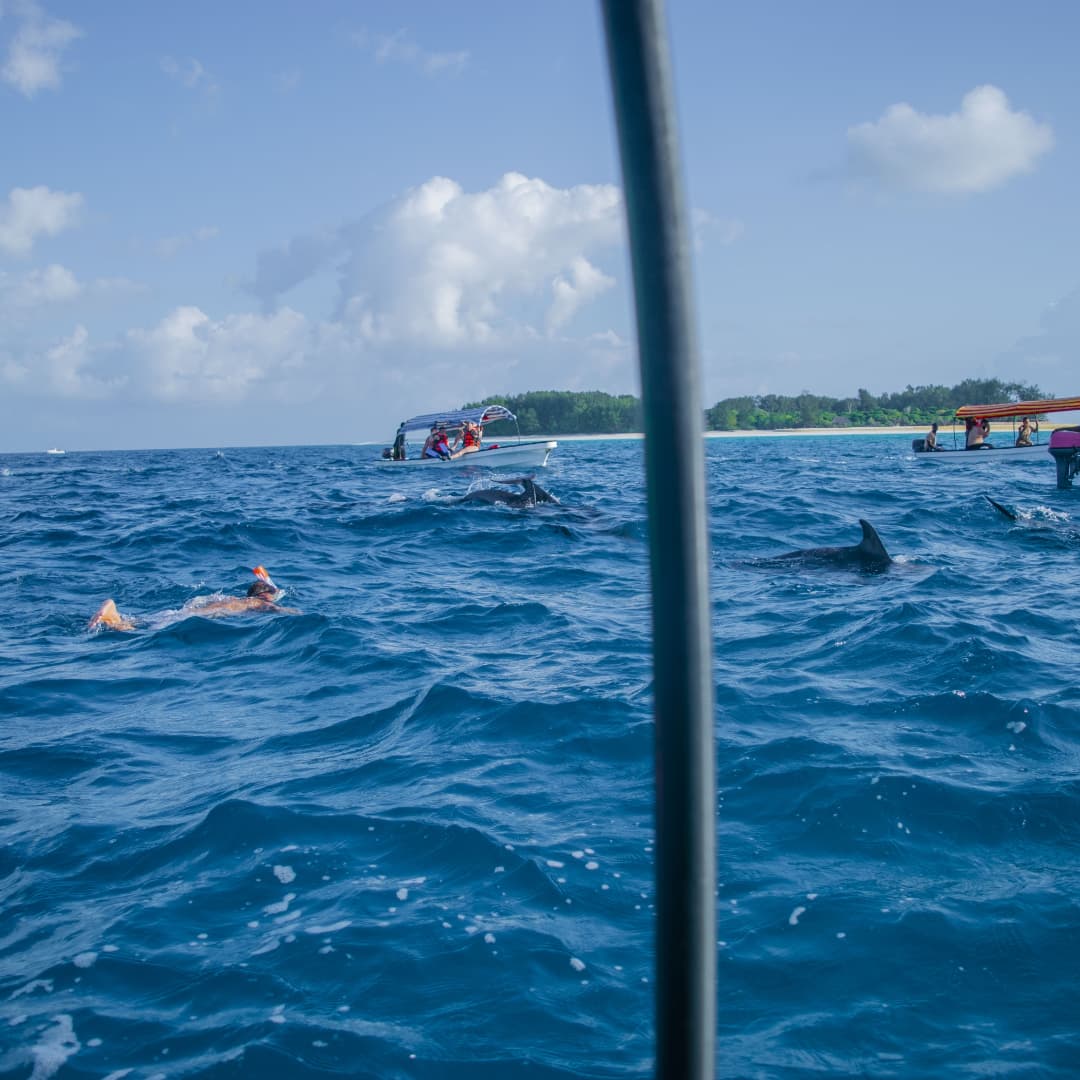 Zanzibar: Swim with Dolphins at Mnemba Island and Visit Turtles at Aquarium