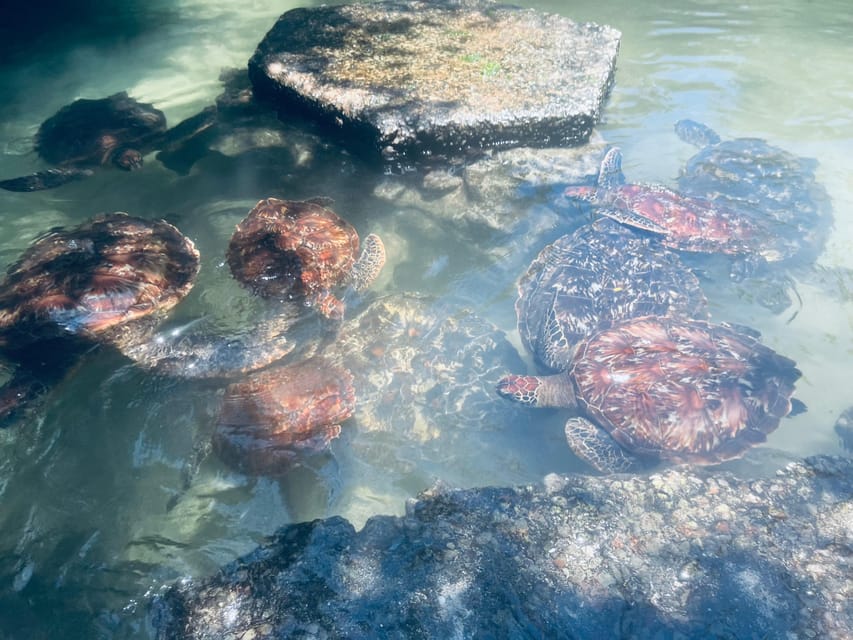 Zanzibar: Swim with Dolphins at Mnemba Island and Visit Turtles at Aquarium