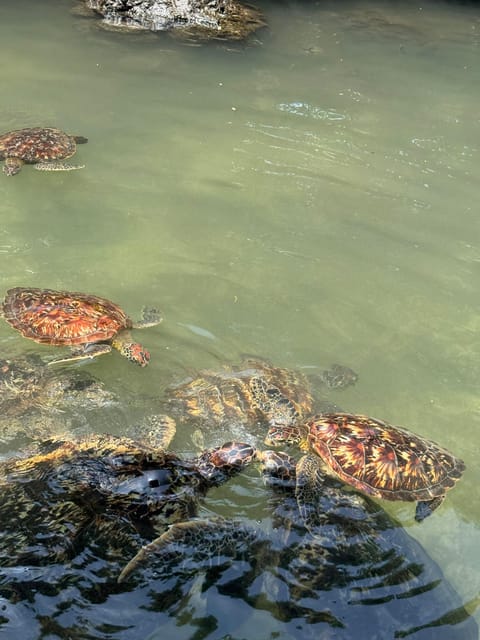 Zanzibar: Swim with Dolphins at Mnemba Island and Visit Turtles at Aquarium