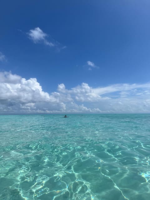 Zanzibar: Swim with Dolphins at Mnemba Island and Visit Turtles at Aquarium