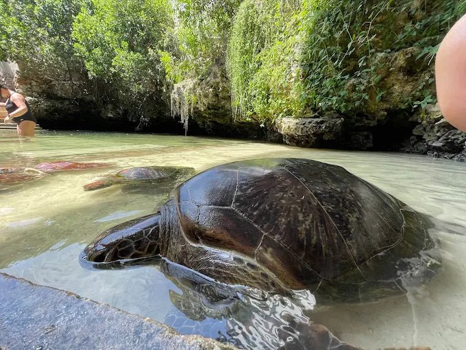 Zanzibar: Swim with Sea Turtles at The Lagoons in Nungwi