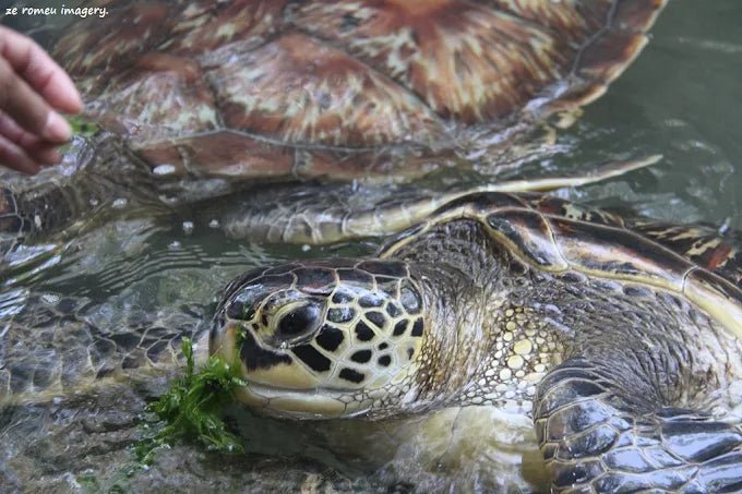 Zanzibar: Swim with Turtles at Baraka Natural Aquarium