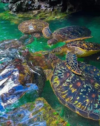 Zanzibar: Swim with Turtles at Baraka Natural Aquarium