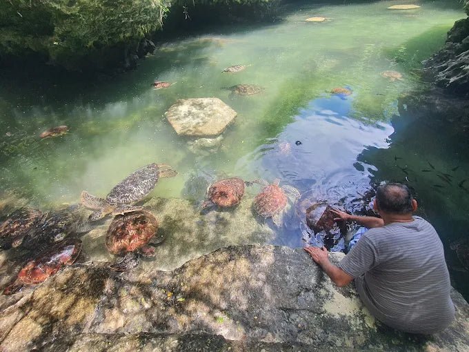 Zanzibar: Swim with Turtles at Baraka Natural Aquarium