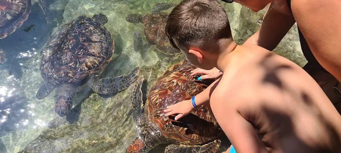 Zanzibar: Swim with Turtles at Baraka Natural Aquarium
