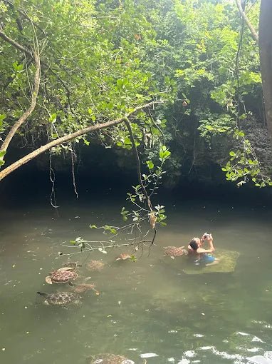 Zanzibar: Swim with Turtles at Baraka Natural Aquarium