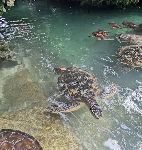 Zanzibar: Swim with Turtles at Baraka Natural Aquarium