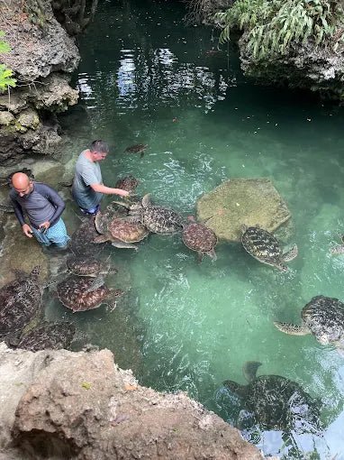 Zanzibar: Swim with Turtles at Baraka Natural Aquarium