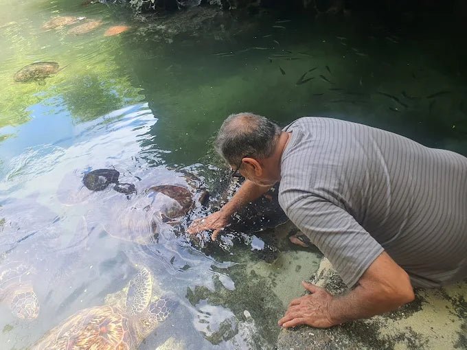 Zanzibar: Swim with Turtles at Baraka Natural Aquarium