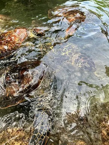 Zanzibar: Swim with Turtles at Baraka Natural Aquarium
