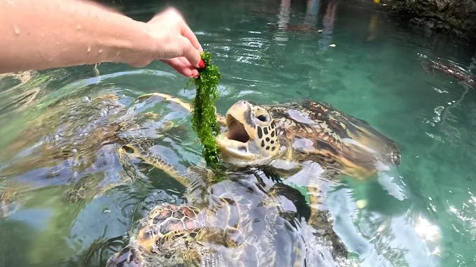 Zanzibar: Swim with Turtles at Baraka Natural Aquarium