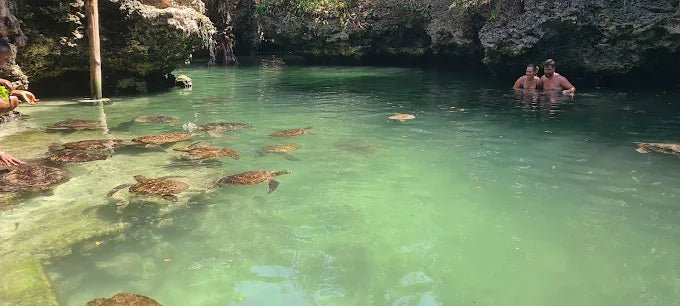 Zanzibar: Swim with Turtles at Baraka Natural Aquarium