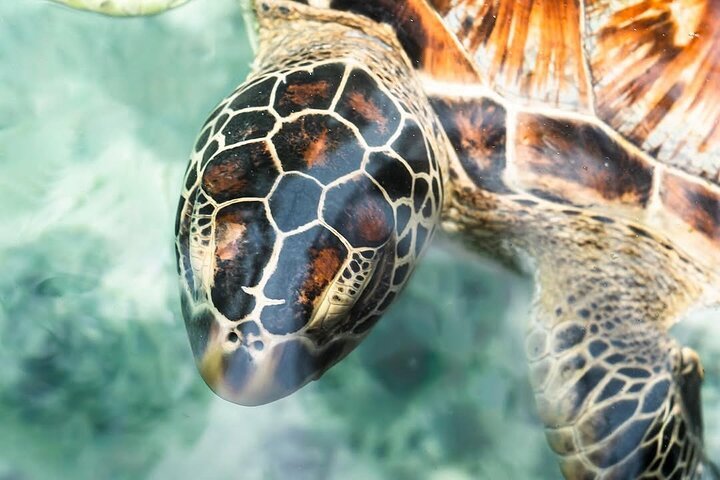 Zanzibar: Swim with Turtles at Salaam Cave Sanctuary in Kizimkazi