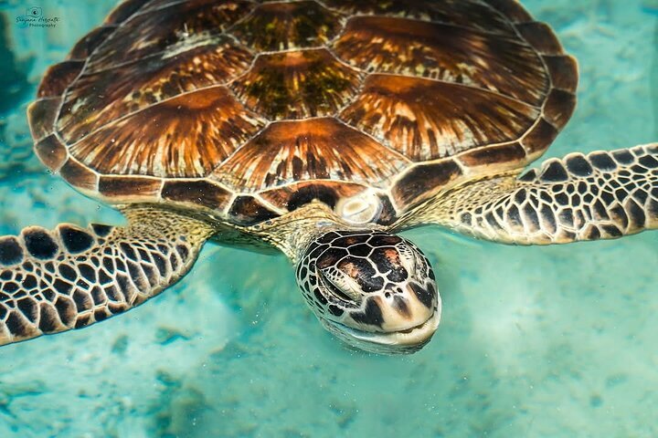 Zanzibar: Swim with Turtles at Salaam Cave Sanctuary in Kizimkazi
