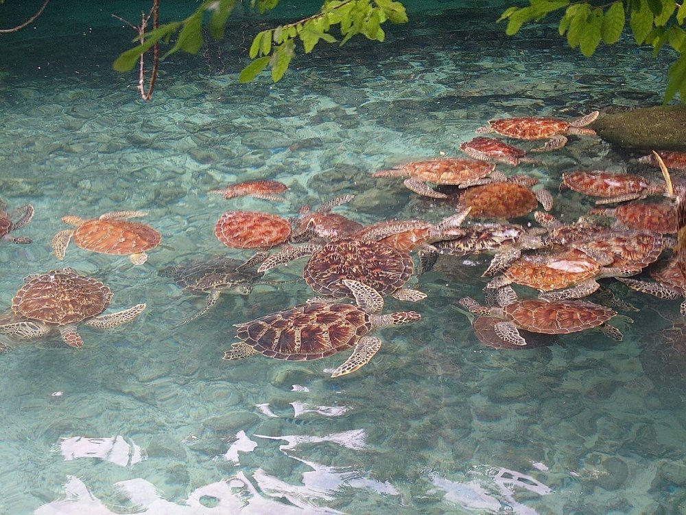 Zanzibar: Swim with Turtles at Salaam Cave Sanctuary in Kizimkazi