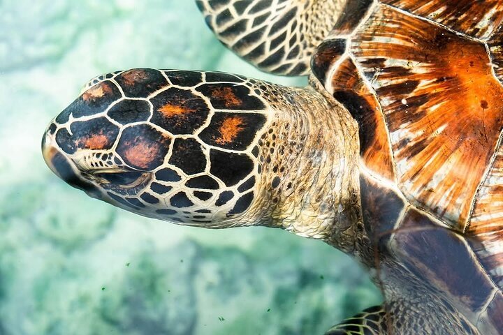 Zanzibar: Swim with Turtles at Salaam Cave Sanctuary in Kizimkazi